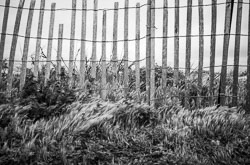 Seagrass in Wind David-Knoble-LEICA-M10-MONOCHROM-1007961.jpg