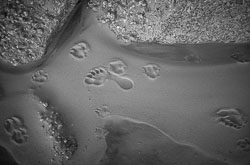 Footsteps David-Knoble-LEICA-M10-MONOCHROM-1008153.jpg