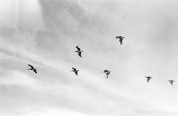 Pelicans In Formation David-Knoble-LS-5000-30.jpg