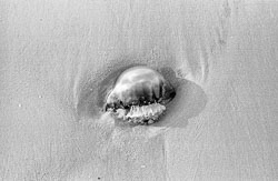 David-Knoble-LS-5000-40.jpg David-Knoble-LS-5000-40.jpg