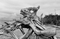 Root Patterns David-Knoble-LS-5000-41.jpg