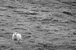 Black and White Iceland