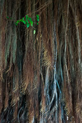 Gate Trees David-Knoble-LEICA-M-1205.jpg